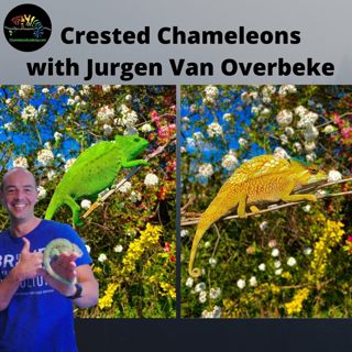 The Crested Chameleon