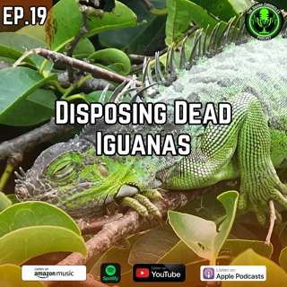 What to Do When Dead Iguanas Fall: Humane Removal and Safety Tips