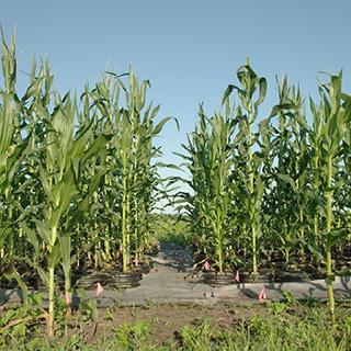 Soil microbes and hybrid vigor