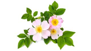 Ep. 88 Heirlooms and Herbals: Rose