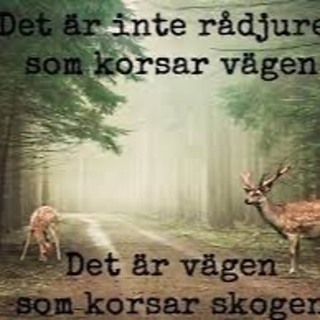 Ep 329 Jag förstår fortfarande inte var hatet kommer ifrån
