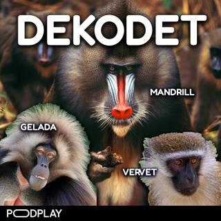 #109 - Snodige primater (2:3). Old World Monkeys: Gelada, Mandrill, Vervet