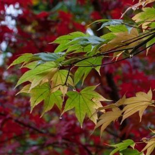 Autumn Rain and Wind: Fall ASMR - 10 Hours Sleep Sound