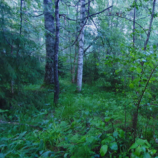🌧️ Warm Summer Rain in the Grove – Relaxing Rain & Birdsong