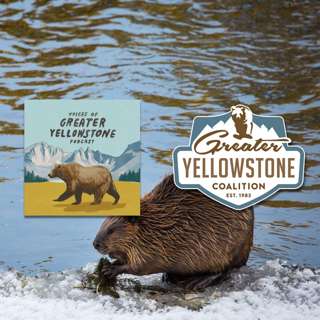 Beaver-Mania! (Part 2)