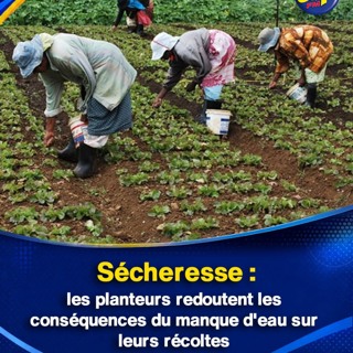 Sécheresse : les planteurs redoutent les conséquences du manque d'eau sur leurs récoltes