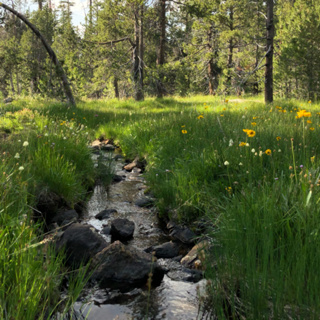 Episode 80: Cold Mountain Stream And Cicadas On A Hot Summer Day