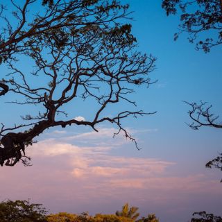 Tree Branches in Wind - 10 Hours Sleep Sound
