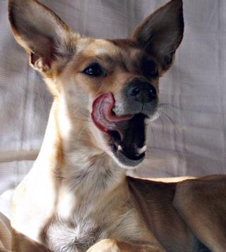 Studie: Hunden kan avgöra vem som är en dålig person