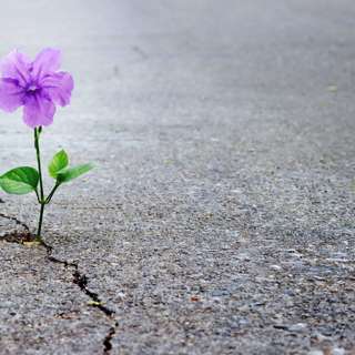 3.26.23 - Where We See Death, God Sees New Life