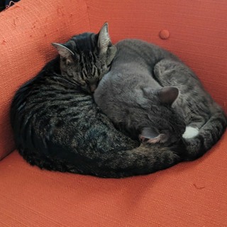 Episode 23: The Secret Life of (Davenport) Pets