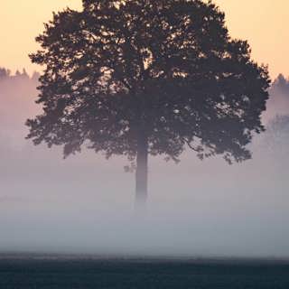 Den sagolika skogen
