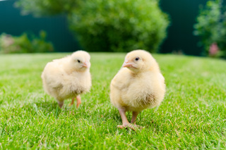 Ep. 168 Chickens: Raising Broilers from Start to Finish