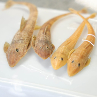 Two New Catfish with Ananda Serejo
