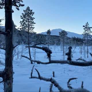 Täljda fåglar och nya bud om den fjällnära skogen