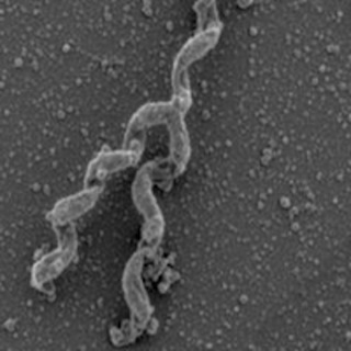 TWiM #132: Bacteria learn long division