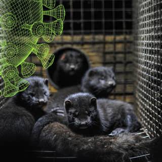 Det muterade minkviruset - Vetenskapsradions coronaspecial