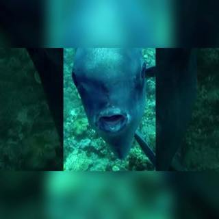 Una cabeza submarina. El pez más extraño y gigante del océano 🐟🐟 #shorts