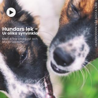 Hundars lek - Ur olika synvinklar