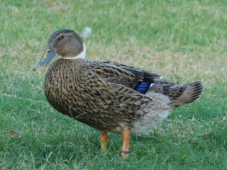 Ep. 116 Pasturing Geese and Ducks