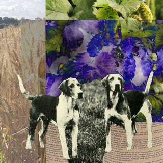 On the Ground: The Vet and 100 mysterious deaths