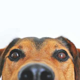 Siste Nytt Om Hundesykdommen