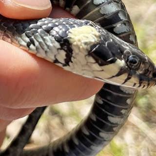 Naturreportaget: Snok luktar lycka