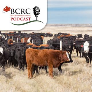 Episode 136: Choosing the Right Weaning Strategy for Your Beef Operation