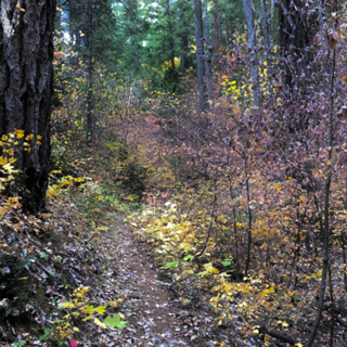 Episode 54: Deep Forest Breeze