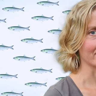 Sillen: En fisk som förändrar landskap