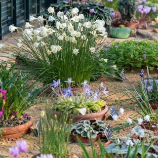 Winter pruning, alpine plants, and the beauty of hedgerows