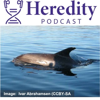 White-beaked dolphin conservation genetics