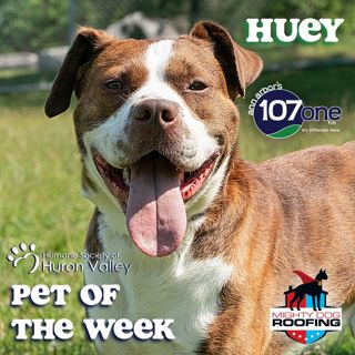 a2VV: HSHV Pet of the Week 7/24/25