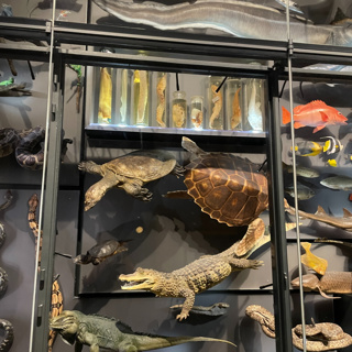 Bringing Dead Zoos to Life: Caring for Extinct Animals and Living Cultures