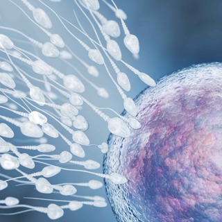 Cash for Eggs — Canada’s Fertility Industry Secret