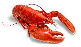 What the Shell? Cracking the Lobster's Mysteries