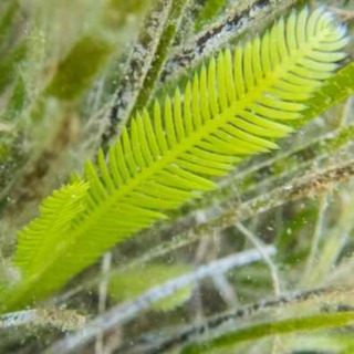 The Killer Algae That Took Over the Mediterranean Sea