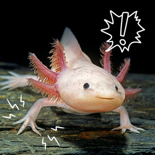 Horror of Human Limb Regrowth