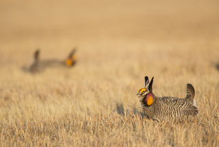 Protecting the Prairie Chicken