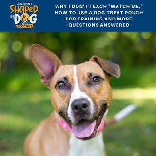 Why I Don't Teach "Watch Me", How to Use a Dog Treat Pouch, and More Questions Answered #96