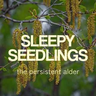 The Persistent Alder