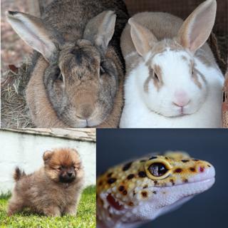 Bunnies & Puppies & Geckos, Oh, My!