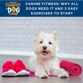 Canine Fitness: Why ALL Dogs Need It And 3 Easy Exercises To Start #87