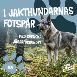 I jakthundarnas fotspår med Svenska Jägareförbundet