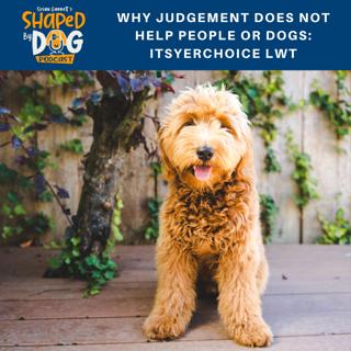 Why Judgement Does Not Help People Or Dogs: ItsYerChoice LWT # 91