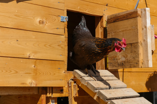 Ep. 152 Chicken Coops