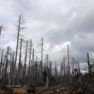 Växande insektshot mot granskogen
