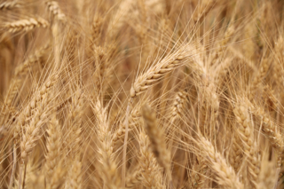Audio Article: Homegrown Wheat Project
