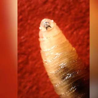 Maryland Screwworm Crisis, Mueller's Health Stops Testimony, Noem Accuses CBS, Detroit Labor Day Parade, and more...