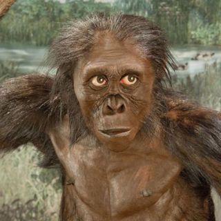 Cosmic Queries: Primate Evolution